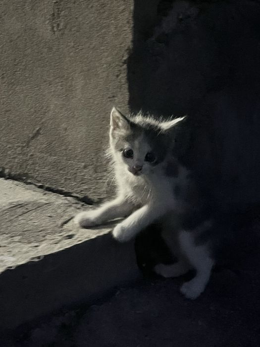 Котята ищет дом !