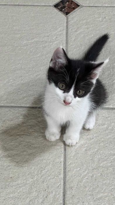 Котята. Mushukchalar
