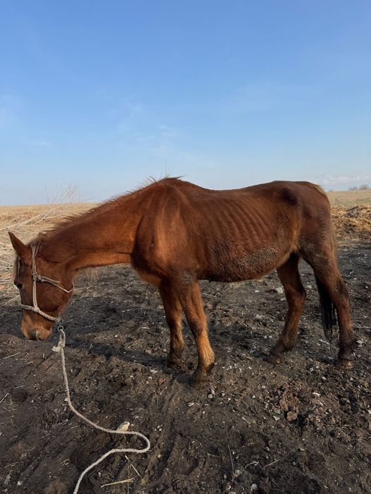 Бие кобыла байтал