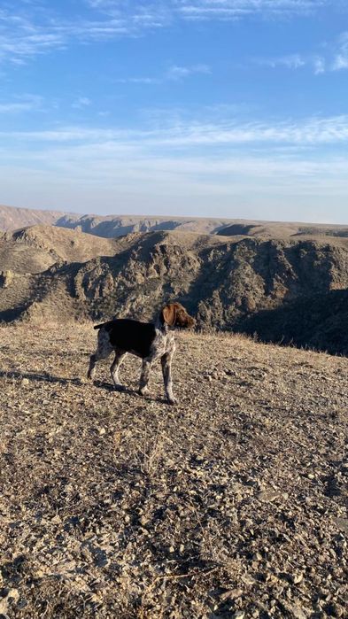 Продам курцхаар девочка