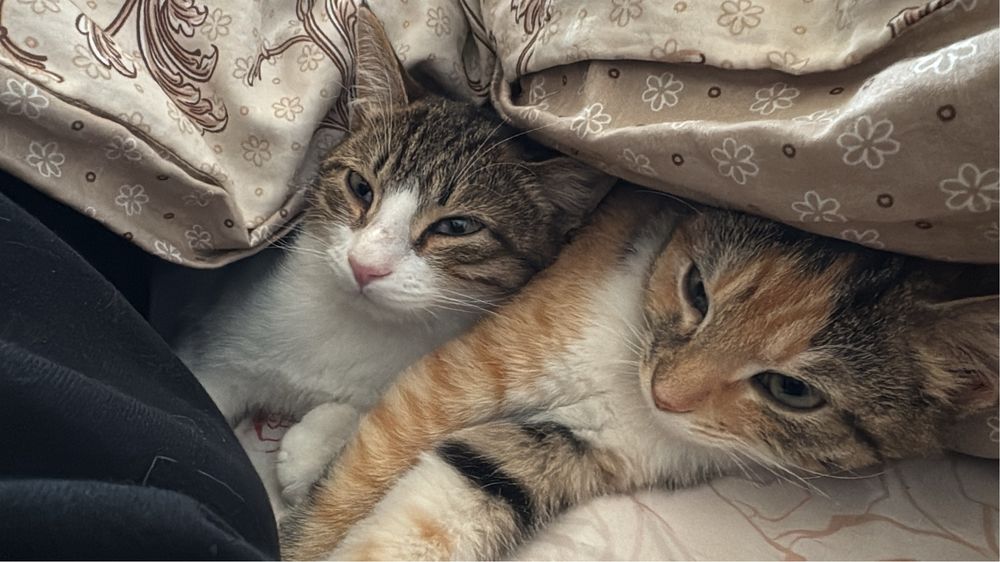 Котенок в добрые руки!