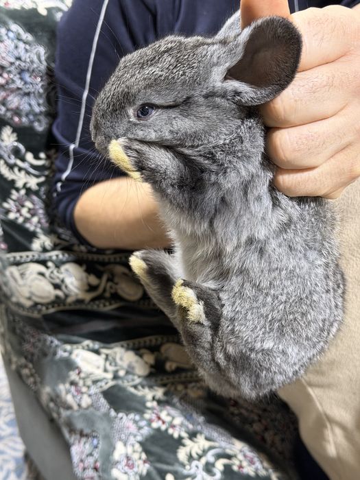 Домашние кролики