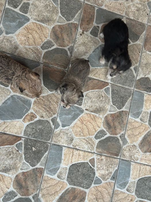 Căței de talie mică