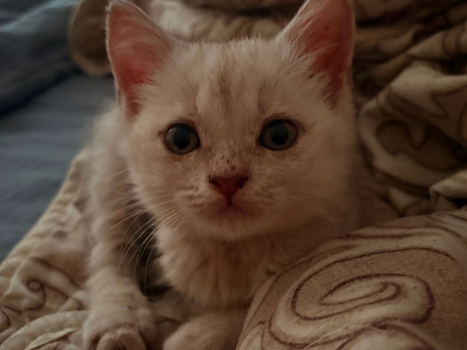 Отдам котят в дттрые руки