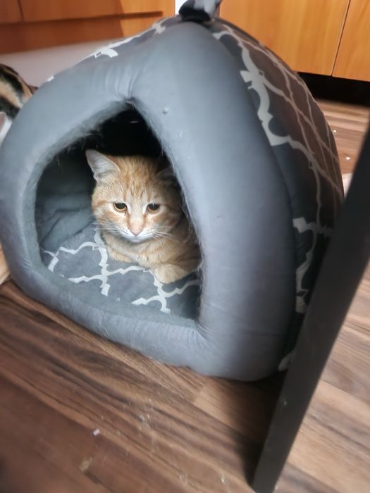 Adoptie pisica ( 2 pisici )