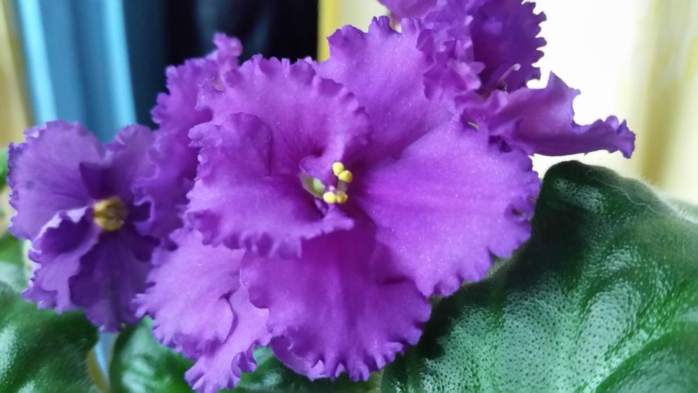 Лист с деткой фиалки