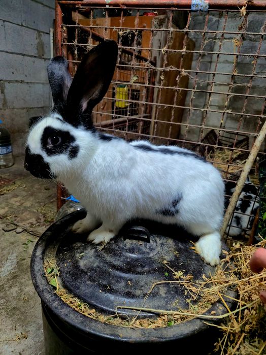 Зайци за разплод и клане