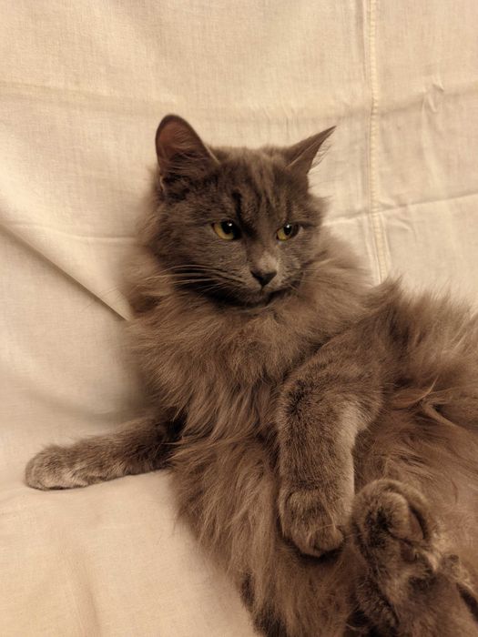 Кошка. Кот. Мушук. Mushuk.