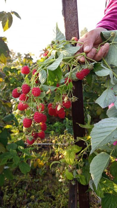 Малина,Полонез, ва Полана оригинал сорт