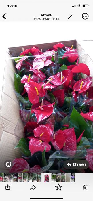 Орзидеии,Дендробиумы,Азалии