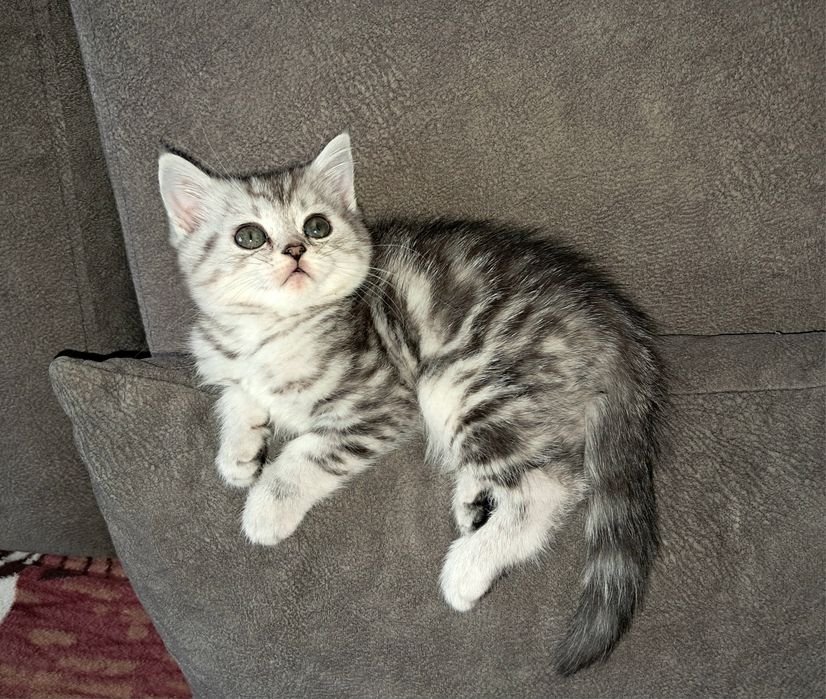 Котёнок. Скоттиш Страйт. Девочка