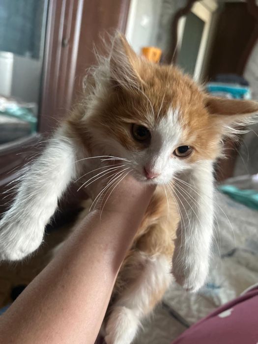 Очень красивый котик ищет дом