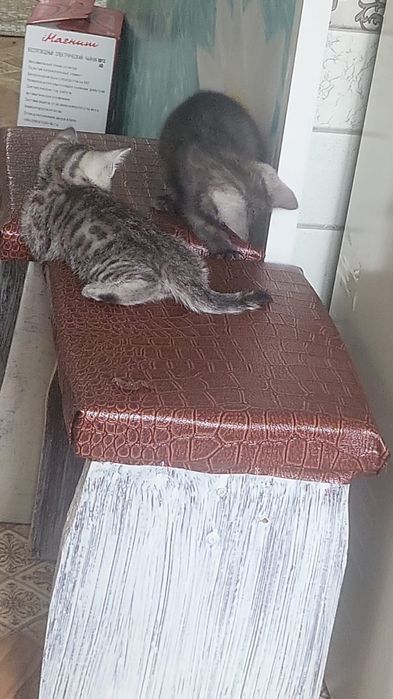 Продам  британцев котята британец