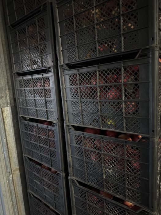 Продам яблоки золотой превосход 3 сорт