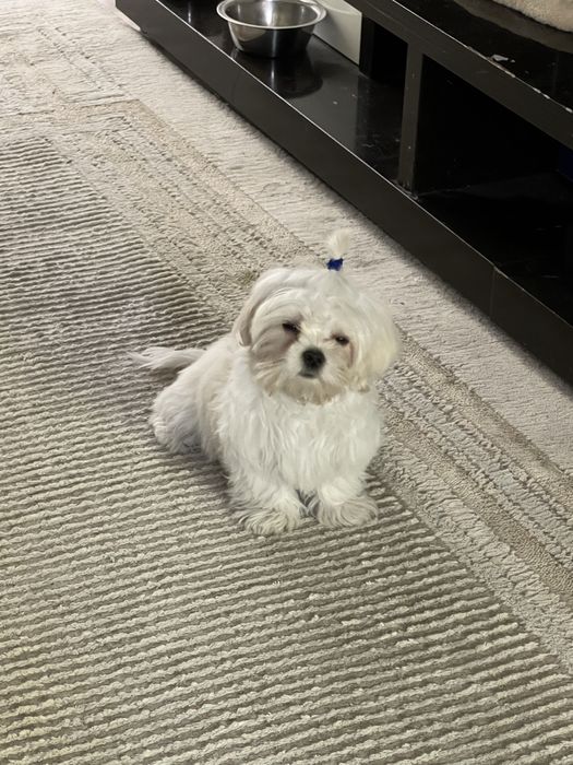 Домашнее животные