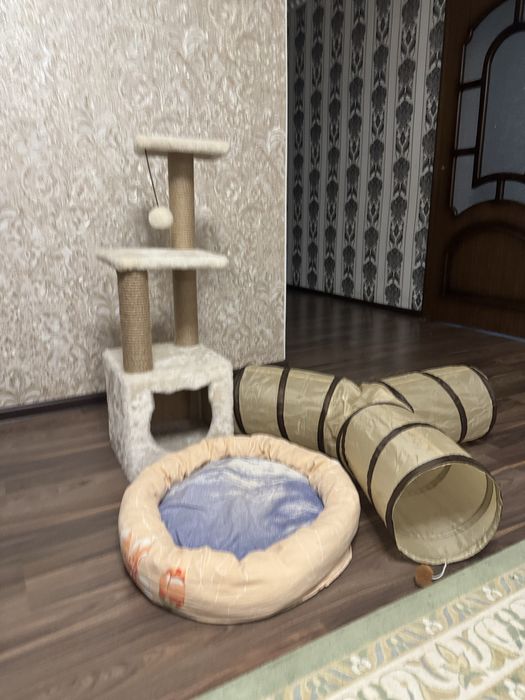 Отдам кошку в добрые руки