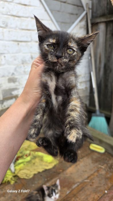Отдам милых котят. В добрые руки