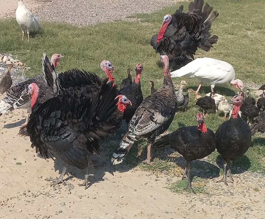 Курка,индюк тухуми сотилади 50 та