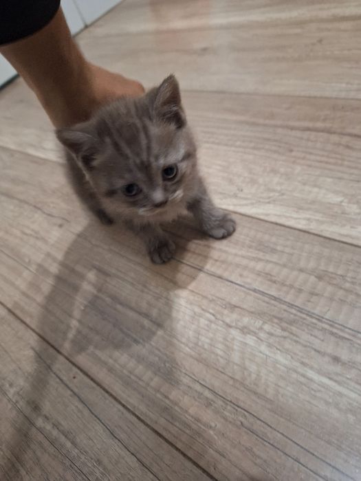 Продаем Кот породистый