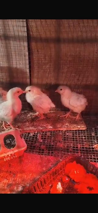 Цыплята Алдеркие вывод 4-Апреля