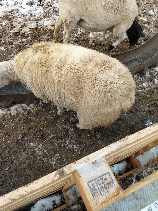 Vând berbecuț Texel