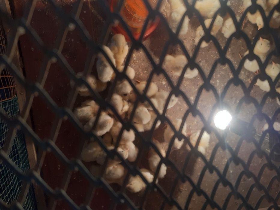 Jõja bor soni cheklanmagan oladiganlar yozilar termiz bõyicha dastafka