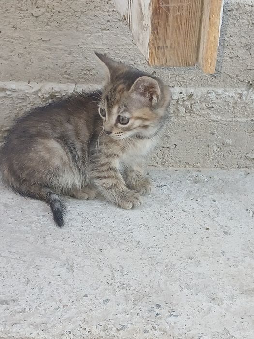 Отдам котят в добрые руки