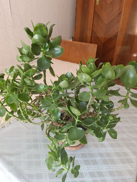 Продам комнатные цветы