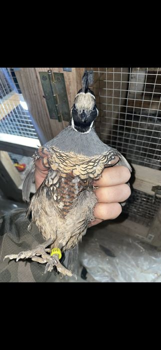 Prepelite californiene