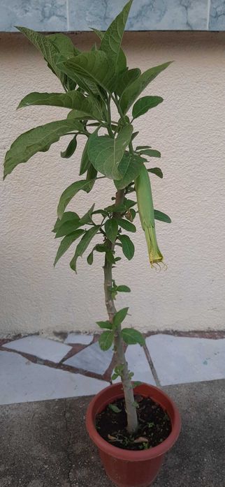 Бругманзия-Ангелски тромпет, в саксия.