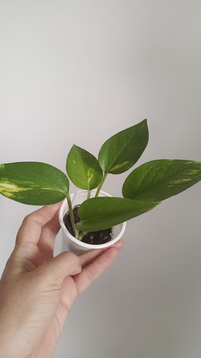 Хойя 2300 псевдорантум 800