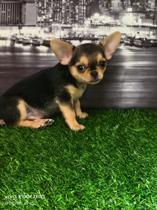 Очаровательные щенки чихуахуа.