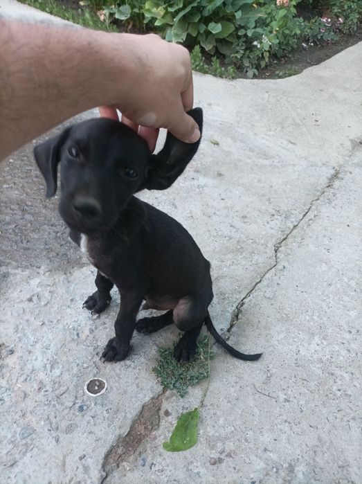 Spaniel охотник 150$