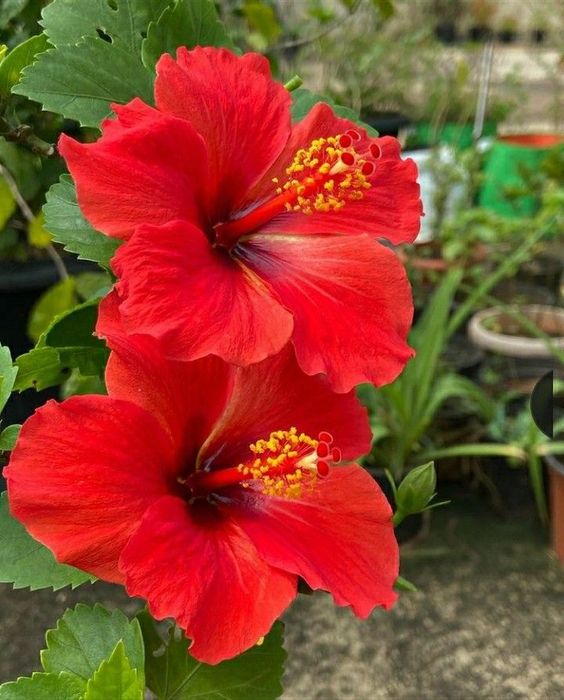 Гибискус алый продажа