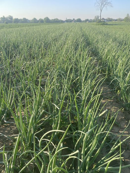 CEAPA VERDE DE VANZARE