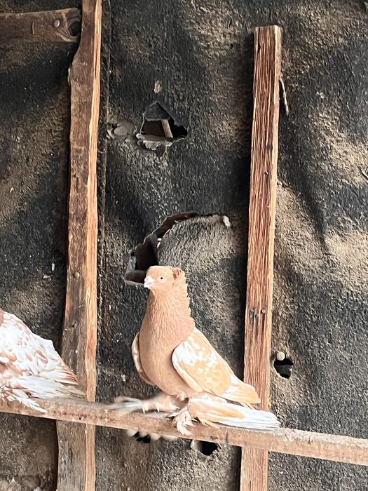 Самец на продажу