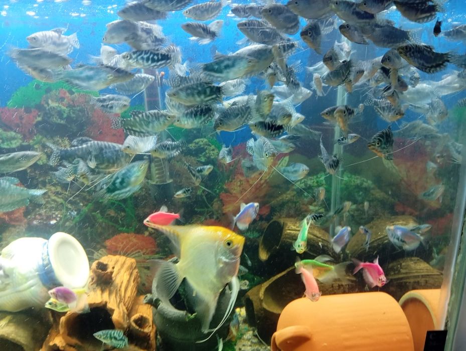 Продам аквариумных рыбок