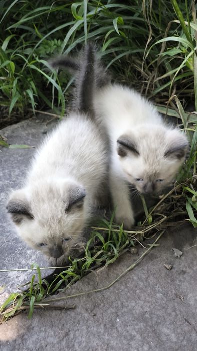 Котят отдам в хорошие руки