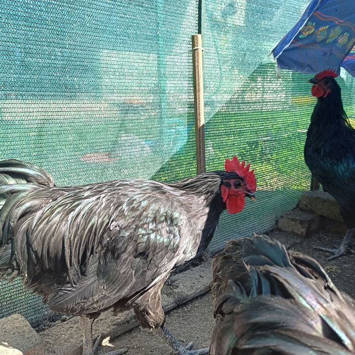 Vând/schimb cocoși Australorp negru