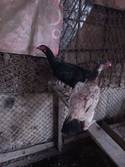 Бойцовый тауық сатылады