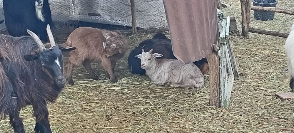 De vanzare iezi de paste pentru sacrificat