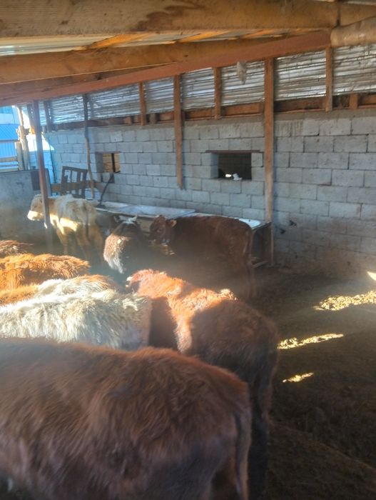 Бычок бука сатылад