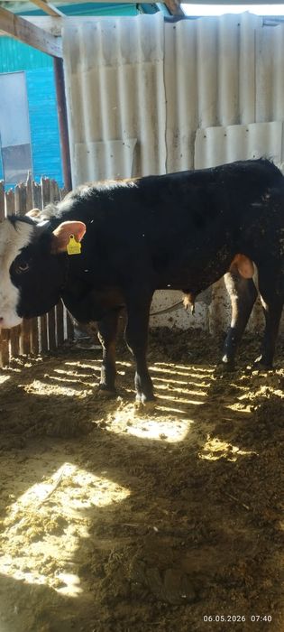 Продам справного бычка