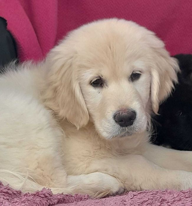 Золотистый ретривер щенки