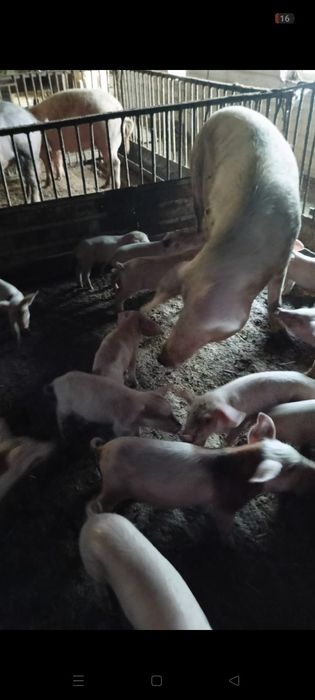 Продам поросят месячных