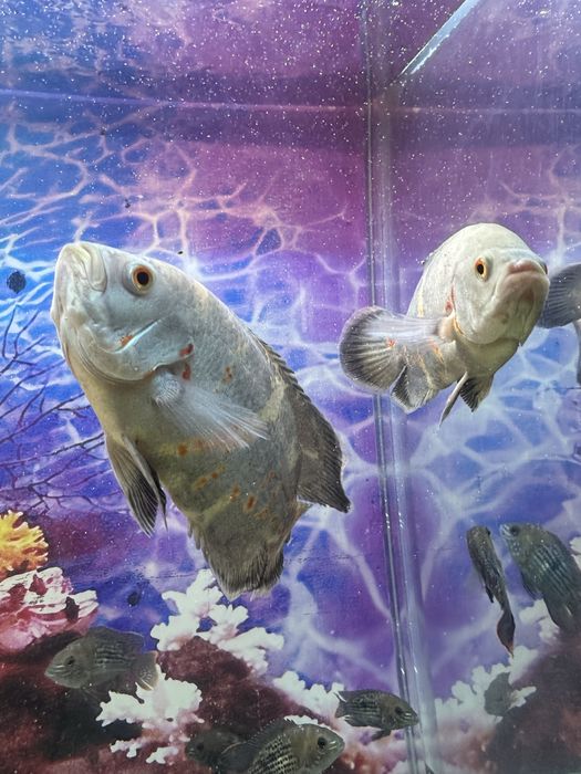 Astranavs baligi yana keldi 20/25 sm