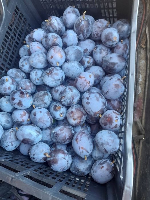 Prune de vanzare