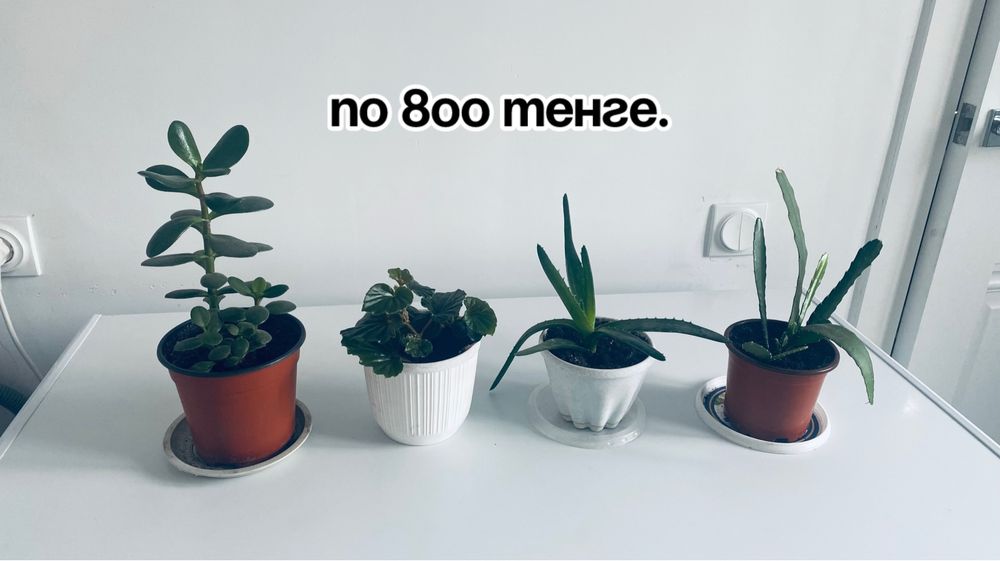 Цветы домашние цветущие