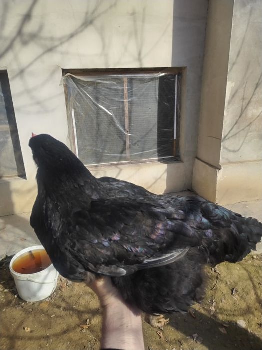 Joja tovuq tovuqlar товуклар, jojalar, жожа, жожалар