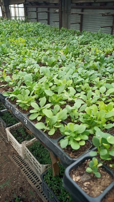 Цветы рассада бархатцы и др.